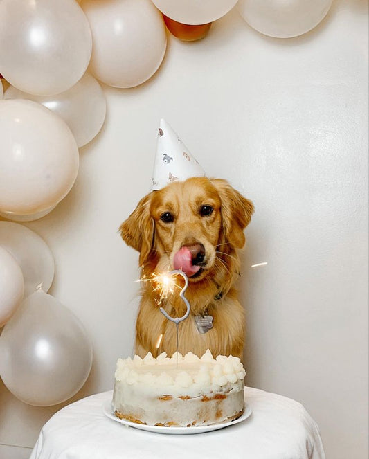 Pawty On! Celebrating Your Pet's Birthday in Style