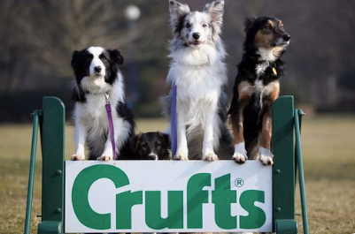 All about crufts