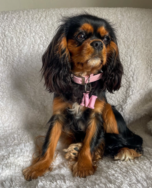 Personalise Your Pet’s Style with Unique 3D Printed Letter Tags!