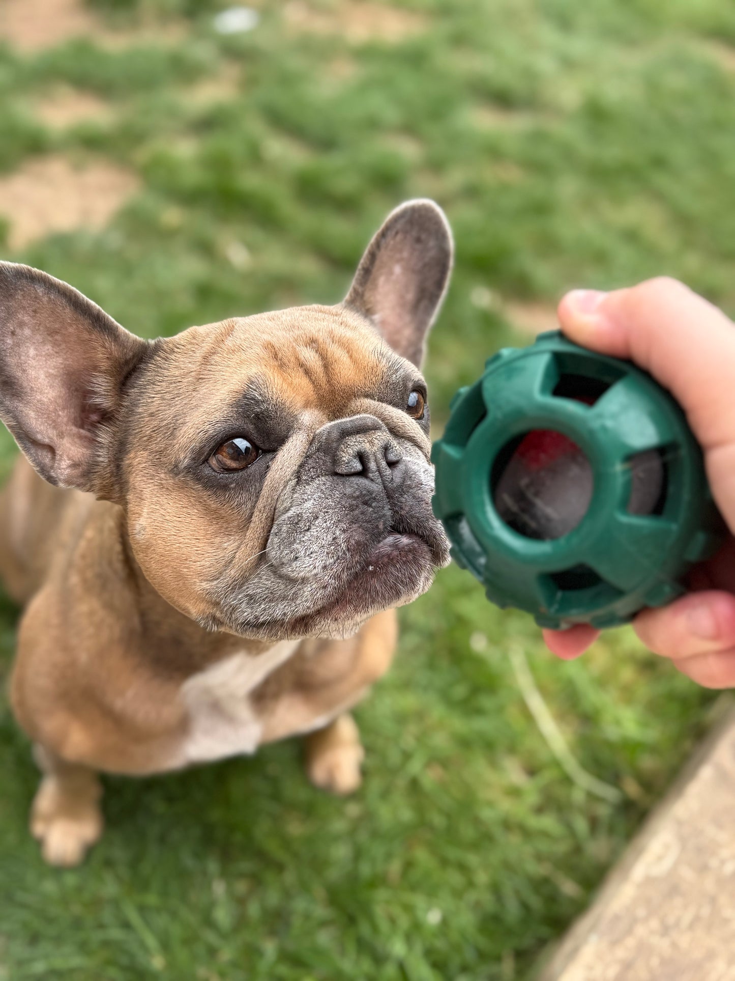 Frodog by Meaty Licks - size small