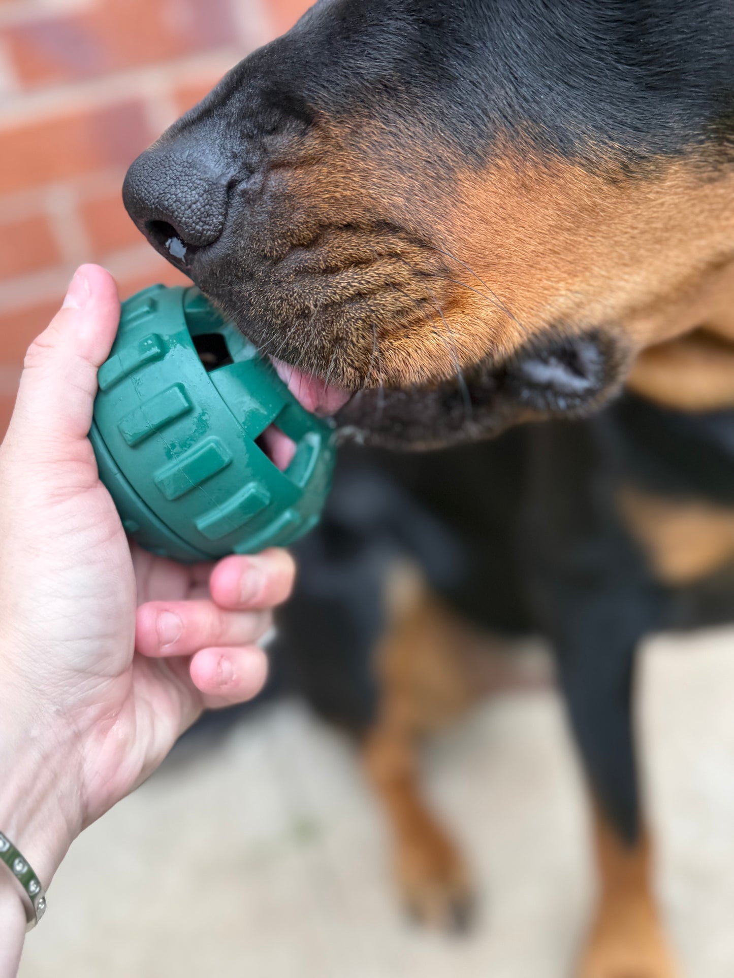 Frodog by Meaty Licks - size small