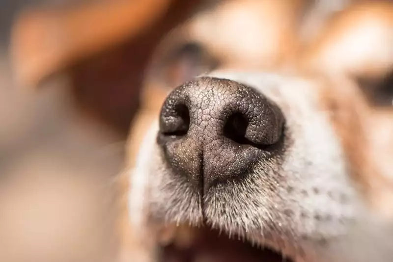 The Incredible Superpower: How Good Dogs' Sense of Smell Is