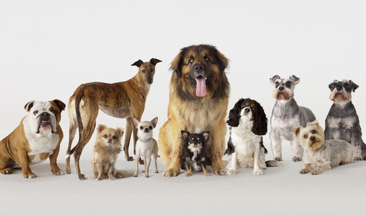 Dive into the Wondrous World of Dog Breeds: A Tale of Diversity, Devotion, and Unwavering Companionship. Discover the Charm of Every Breed in Our Comprehensive Exploration!